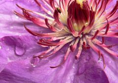 Ein Käfer und Wassertropfen auf einer Clematis zu Besuch!