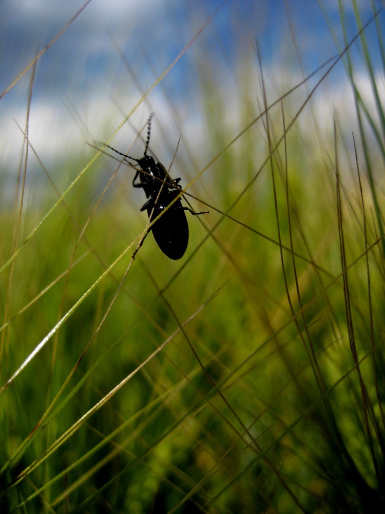 Ein Käfer unterwegs im Feld.