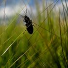 Ein Käfer unterwegs im Feld.