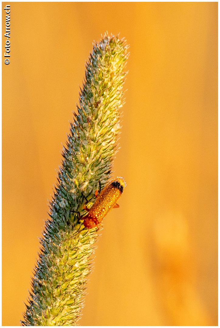 ein Käfer zur Goldenen Stunde lässt sich Trocknen