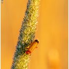 ein Käfer zur Goldenen Stunde lässt sich Trocknen