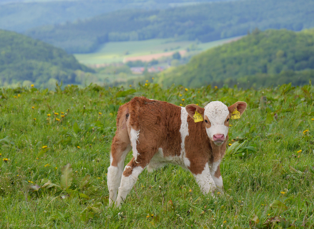 Ein Kälbchen ......