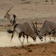 ein Kmpfchen unter Oryx-Antilopen