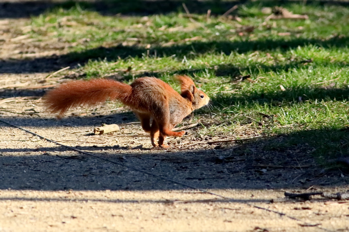 ein Känguru ???