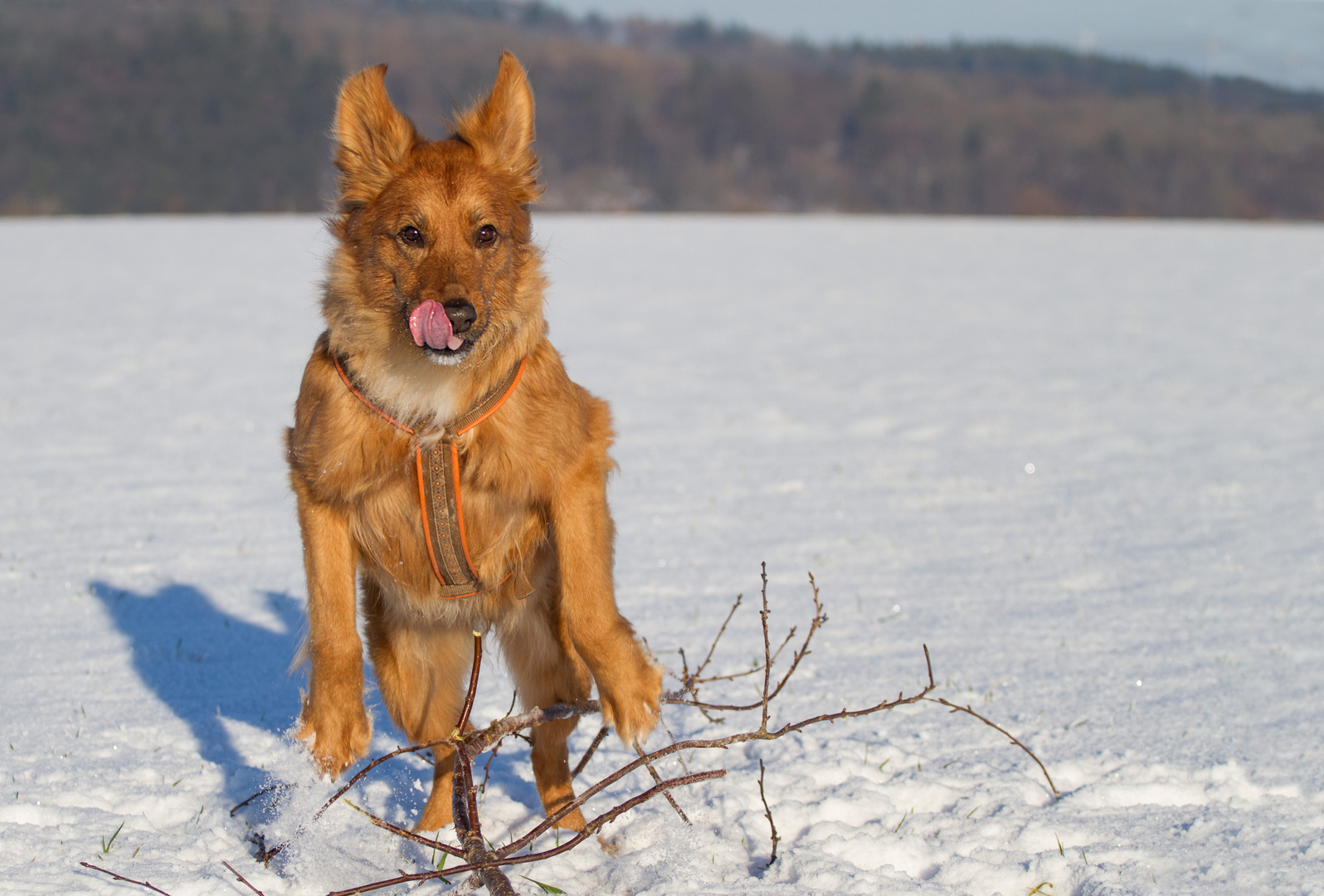 Ein Känguru...