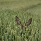 Ein Känguru im Weizenfeld