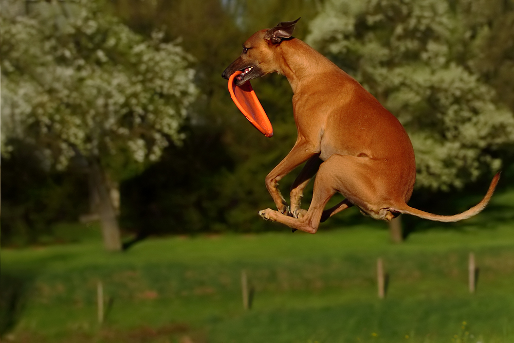 Ein Känguru mit Frisbee