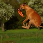 Ein Känguru mit Frisbee
