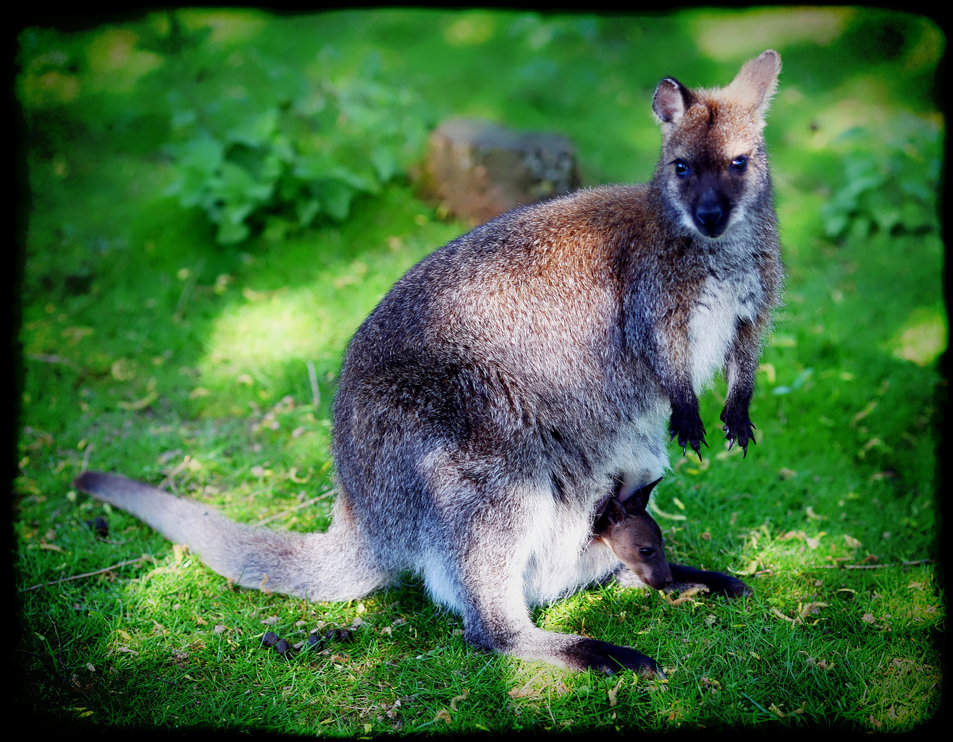 Ein Känguru mit Nachwuchs