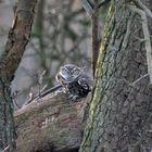 Ein Käutzchen in den Ahsewiesen bei Lippborg.