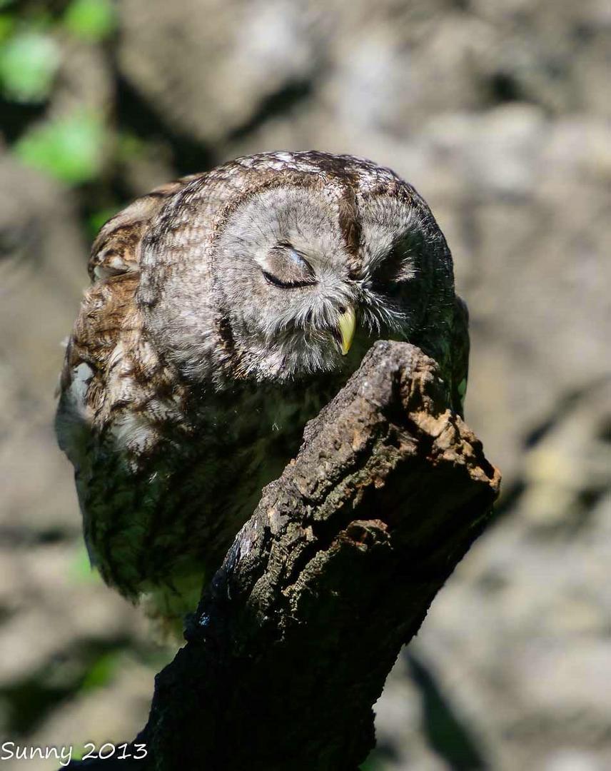 Ein Käuzchen genießt die Sonne