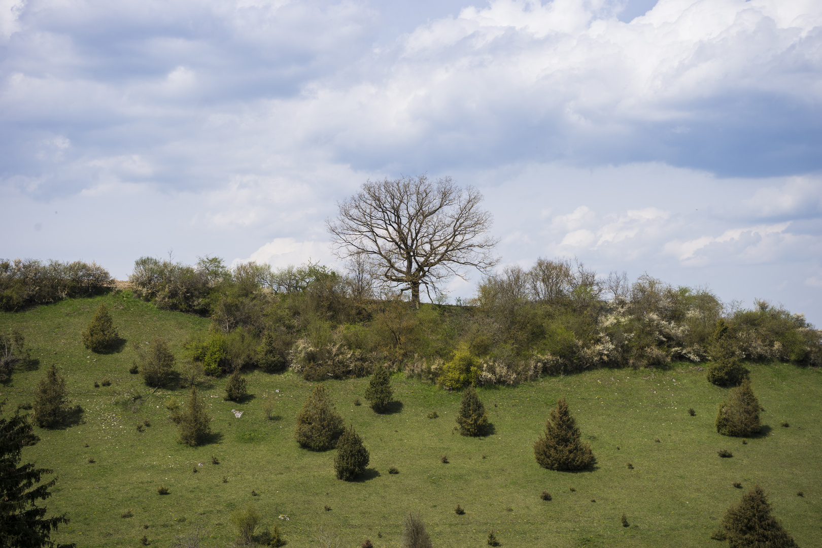 Ein kahler Baum auf einem Hügel