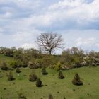 Ein kahler Baum auf einem Hügel