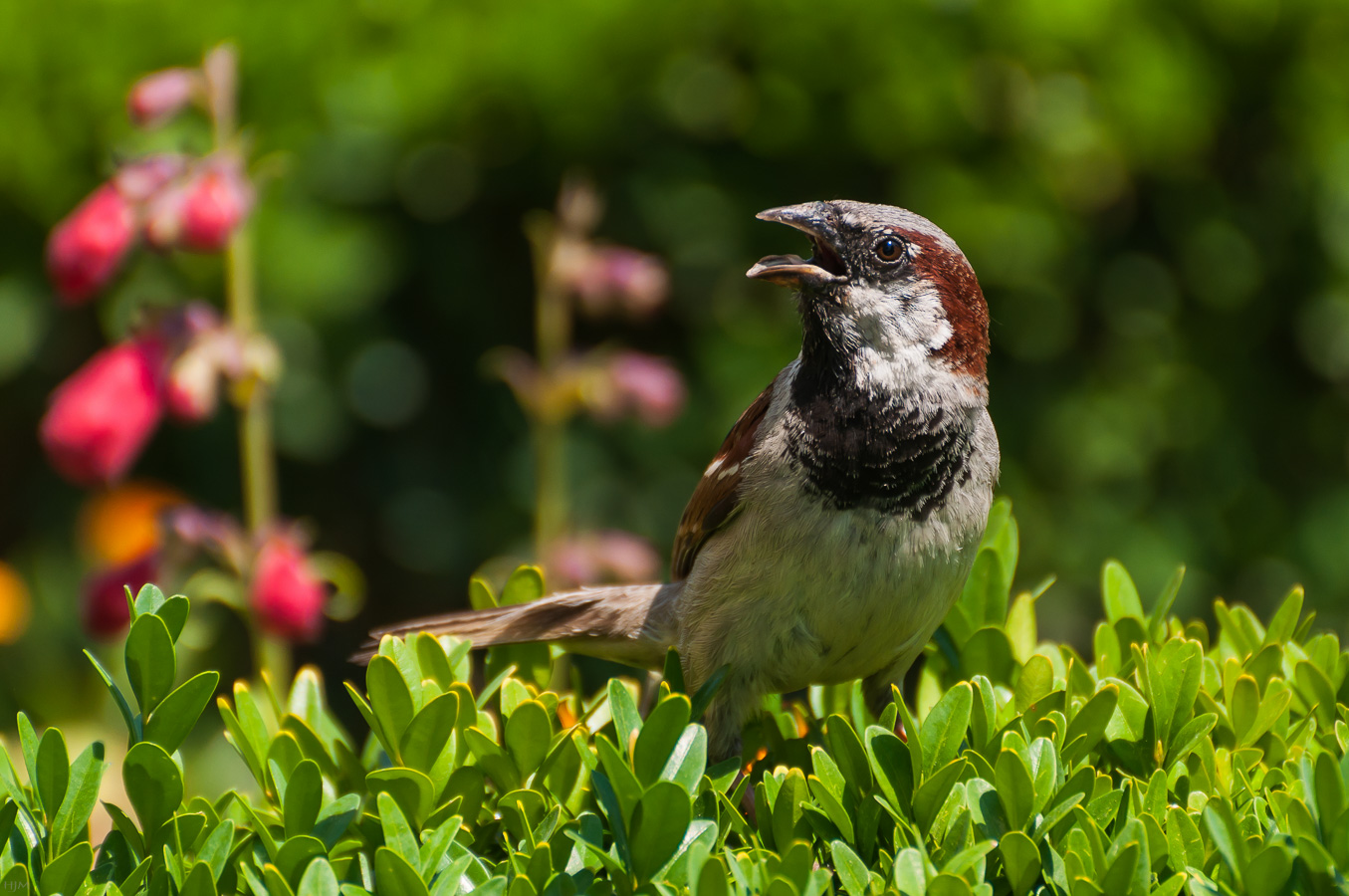 Ein kaiserlicher Spatz