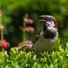 Ein kaiserlicher Spatz