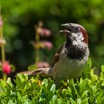 Ein kaiserlicher Spatz