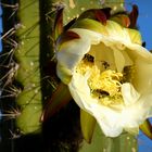 Ein Kaktus am Titicacasee 