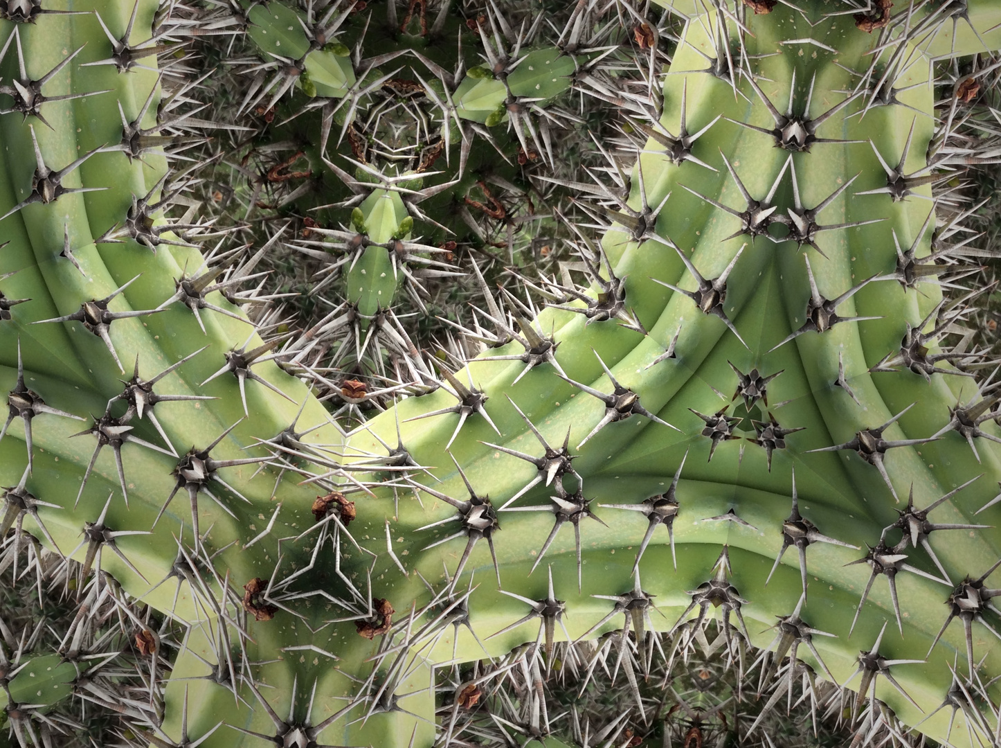 Ein Kaktus durch das Kaleidoskop betrachtet