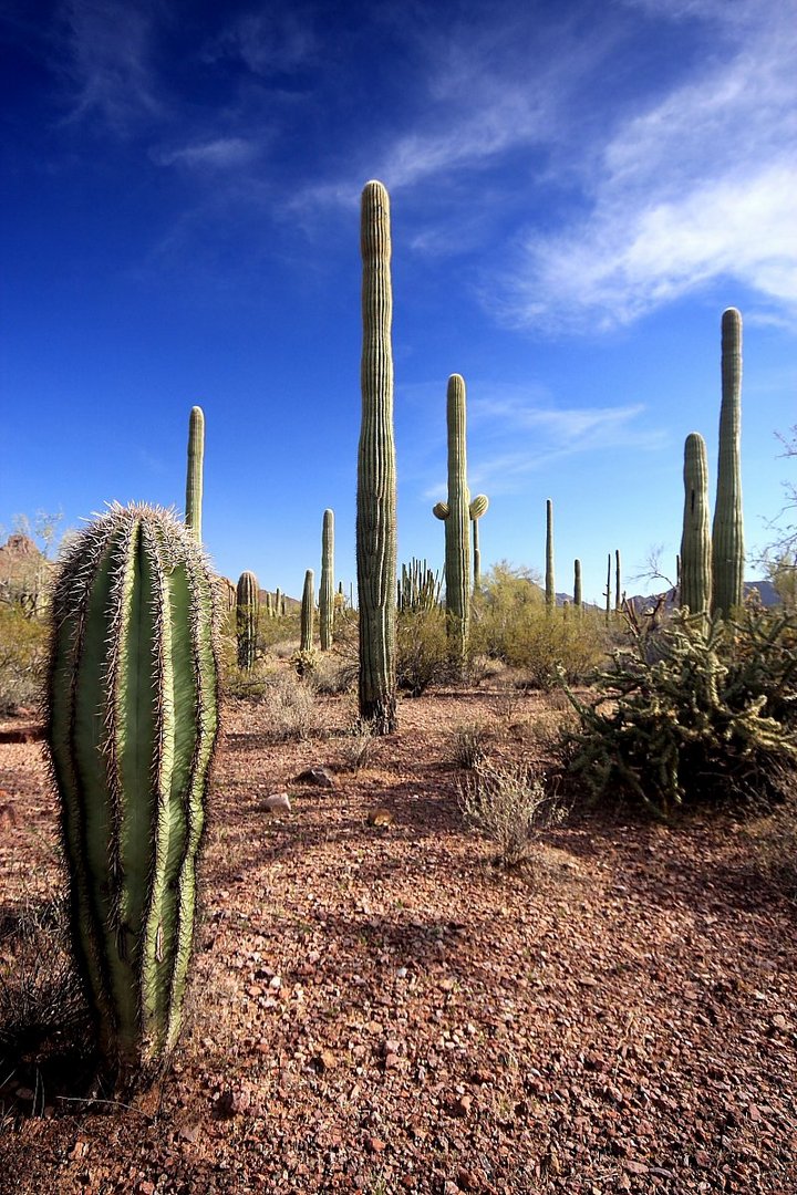 Ein Kaktus in Arizona