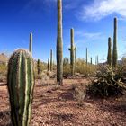 Ein Kaktus in Arizona