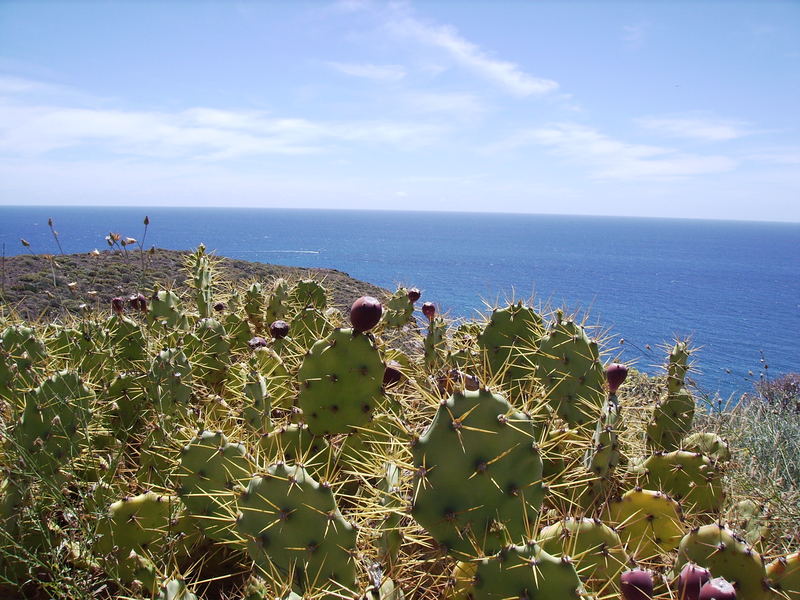 Ein Kaktus lässt "Blicke" schweifen über das weite Meer.