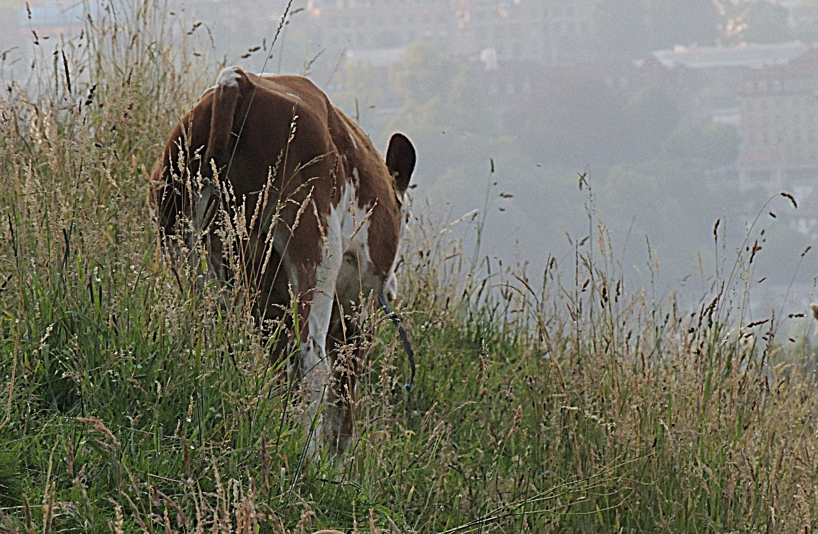 Ein Kalb am Hang über Bern