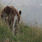 Ein Kalb am Hang über Bern