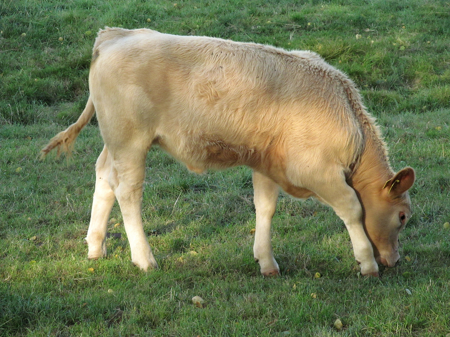 ein Kalb auf der Weide ... 