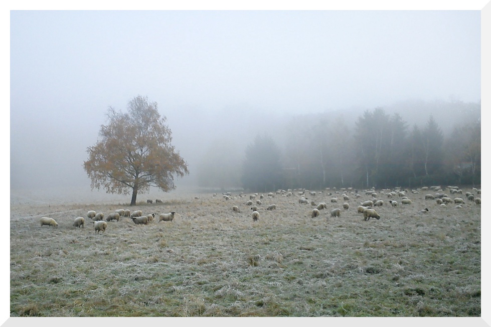 Ein kalter Herbstmorgen