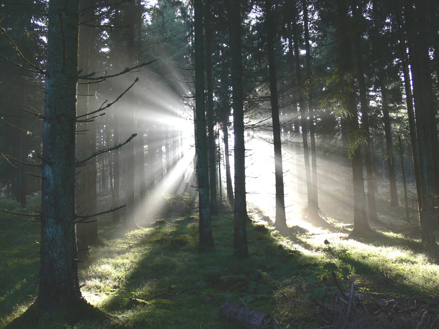 Ein Kalter Herbsttag in Schwarzwald