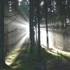 Ein Kalter Herbsttag in Schwarzwald