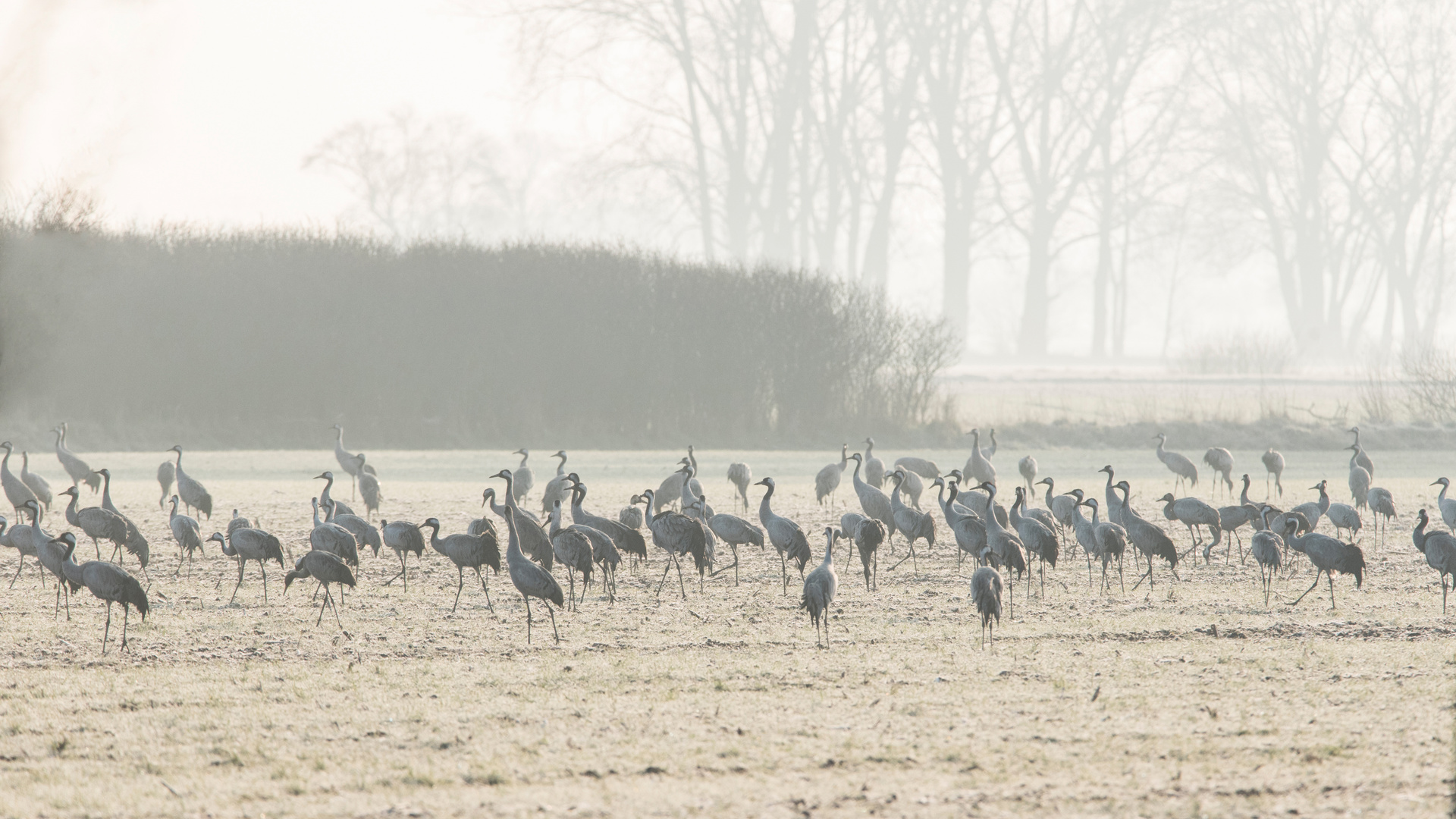 Ein kalter Morgen in der Aue