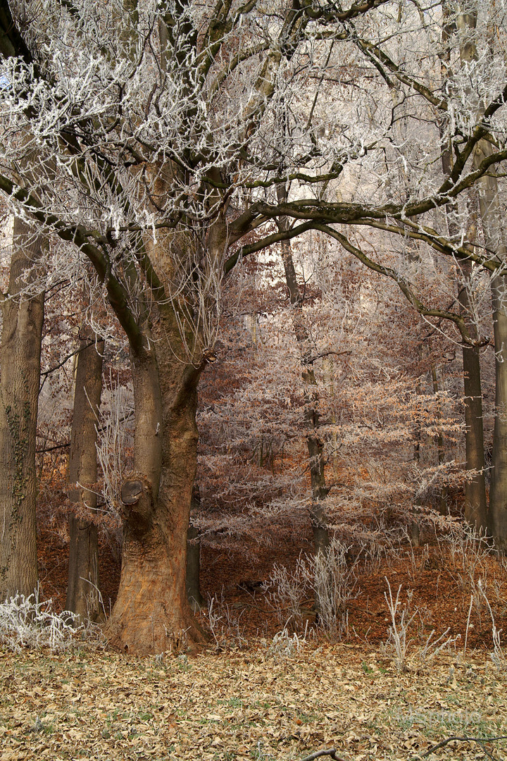 Ein kalter Wintermorgen