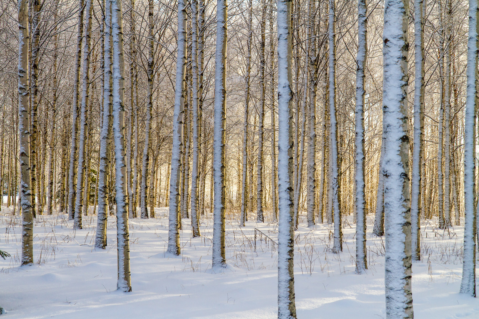 Ein kalter Wintertag