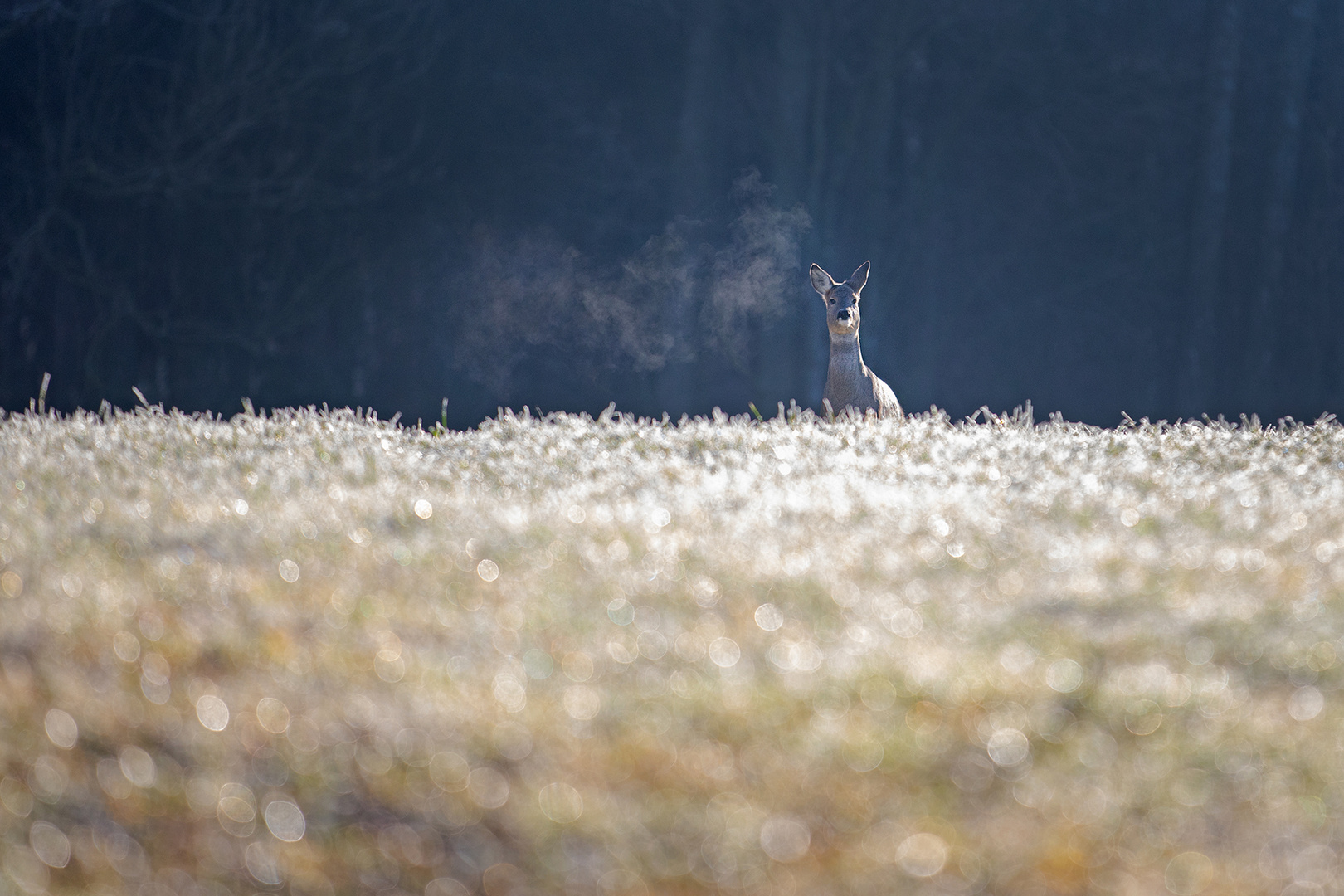 ein kalter Wintertag ...