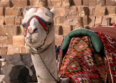 Ein Kamel - Ägypten 3