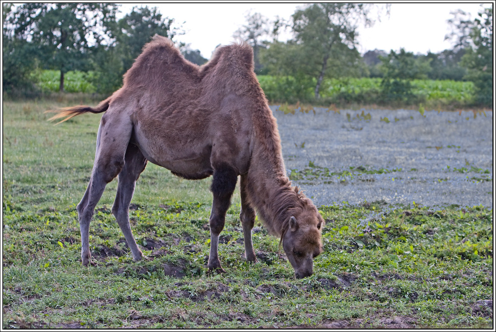 Ein Kamel in der Weide