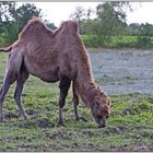 Ein Kamel in der Weide