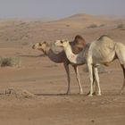 Ein Kamel kommt selten allein.....