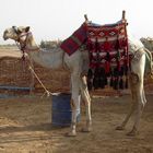 Ein Kamel mit Namen Wiskey in Ägypten