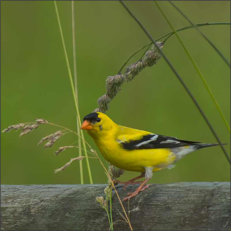 ein kanadischer kanarienvogel