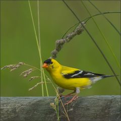 ein kanadischer kanarienvogel