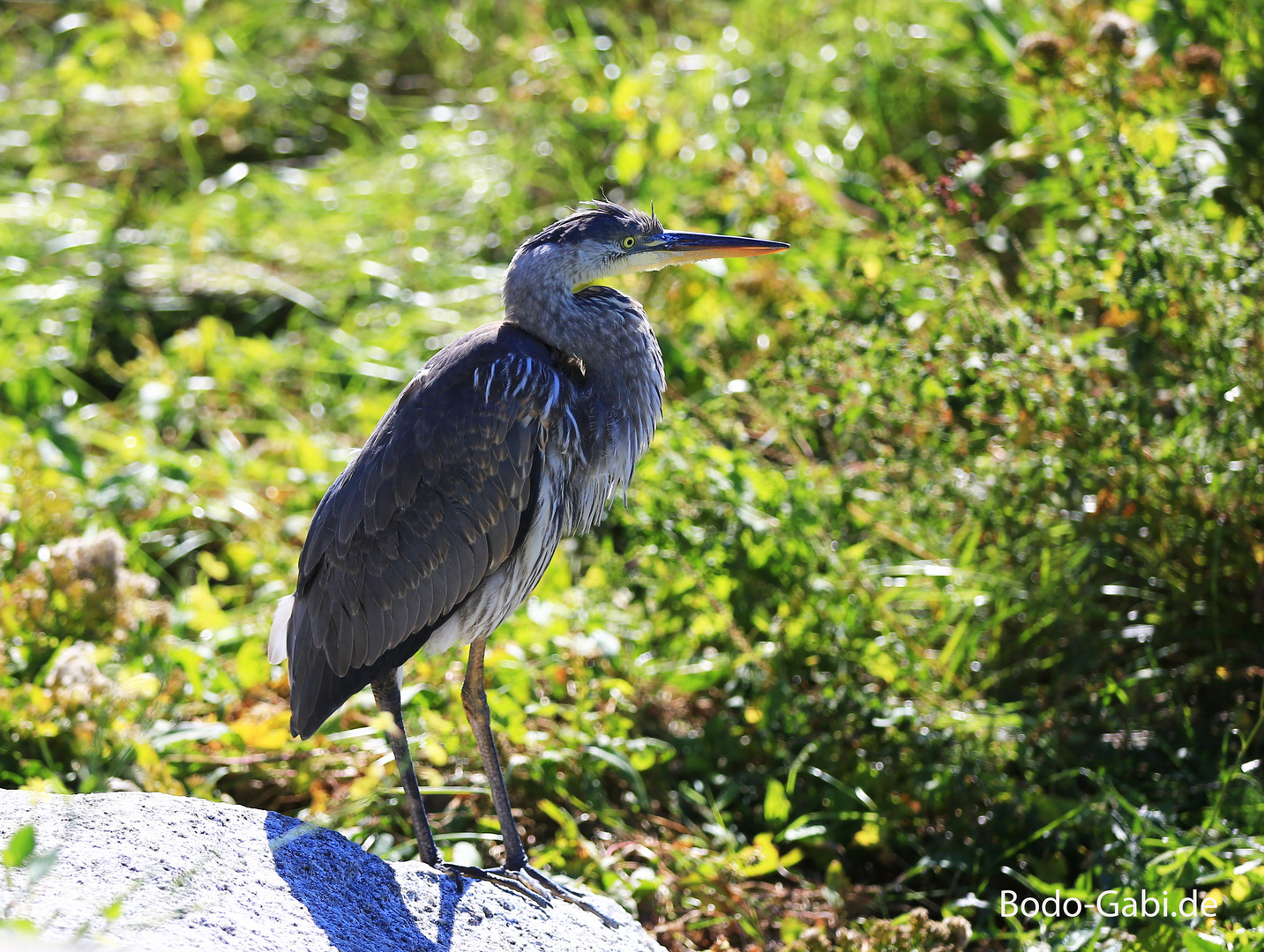 Ein kanadischer Reiher