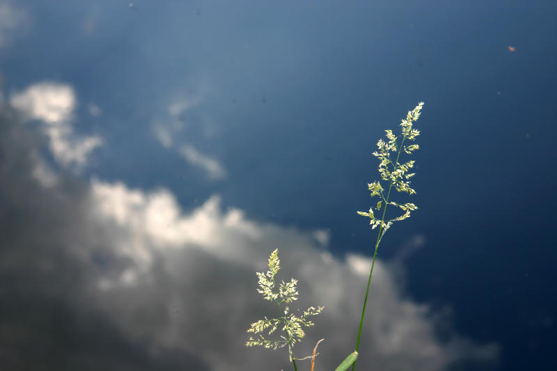 Ein Kanal, Sommer, Gräser und der Himmer über uns