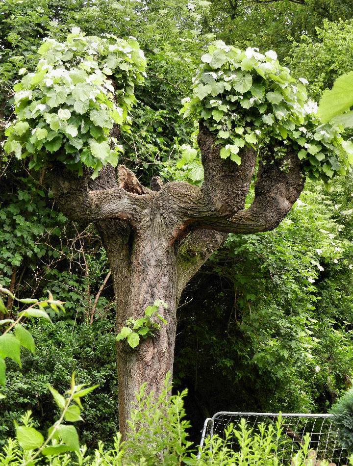 Ein "Kandelaberbaum"