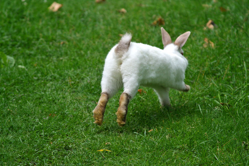 Ein Kaninchen namens Sophie...