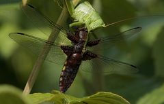 Ein Kannibale in unserem Garten