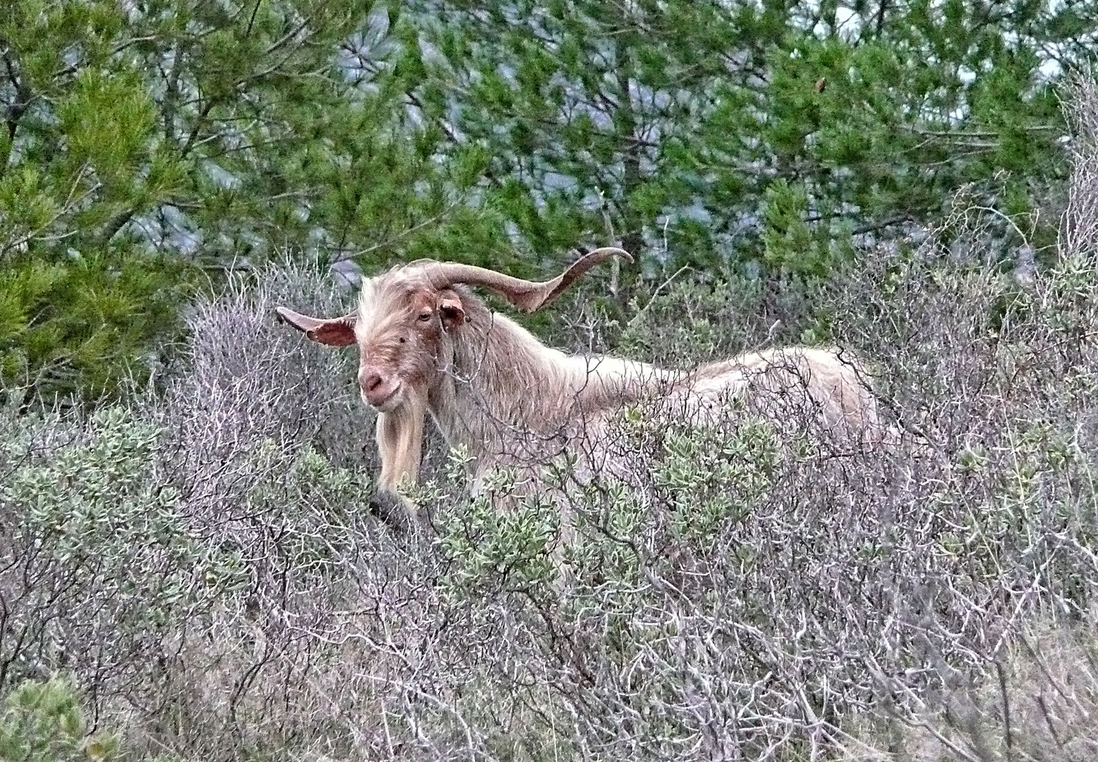 Ein kapitaler Bock