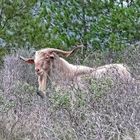 Ein kapitaler Bock