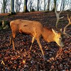 Ein kapitaler Bock :-))